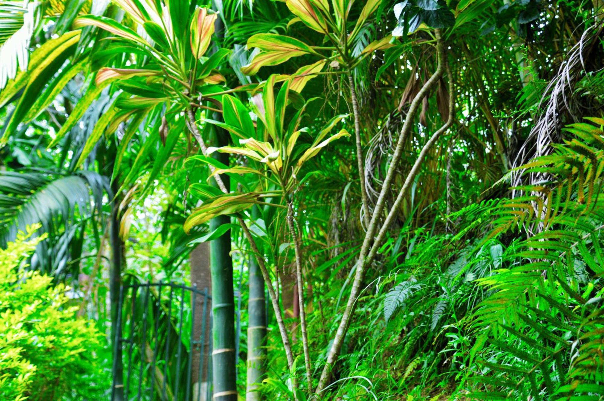 Green Cottage Элла Экстерьер фото